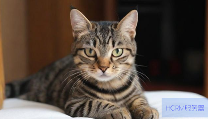 法拍狸花猫撤拍事件,背后的故事与解析