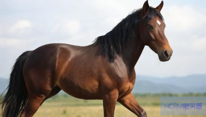 dy老马业务自助下单,抖音代网站涨业务平台秒涨