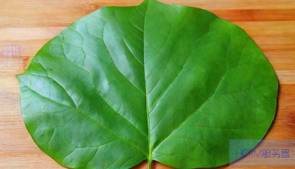 漂亮饭的叶子按片售卖,时尚美食新潮流