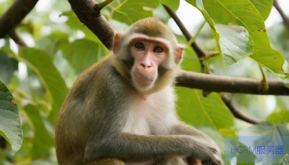 男子种猴面包树十八年,两棵终于硕果累累