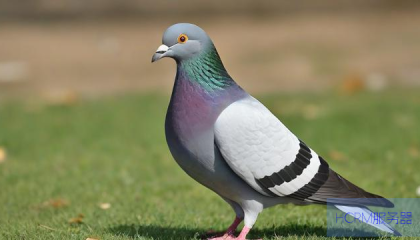 和平鸽归巢延迟,超50小时归家之旅