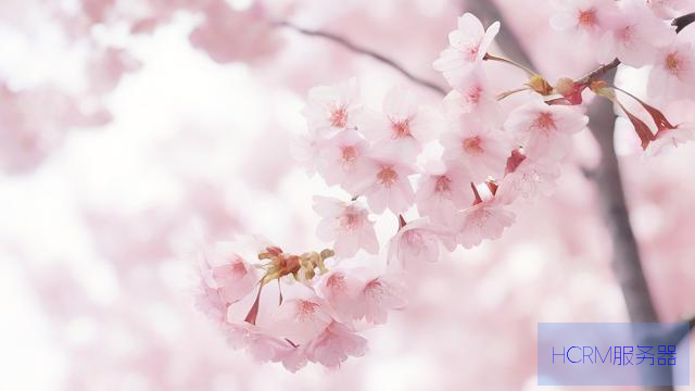 樱花纯净服务器怎么用的