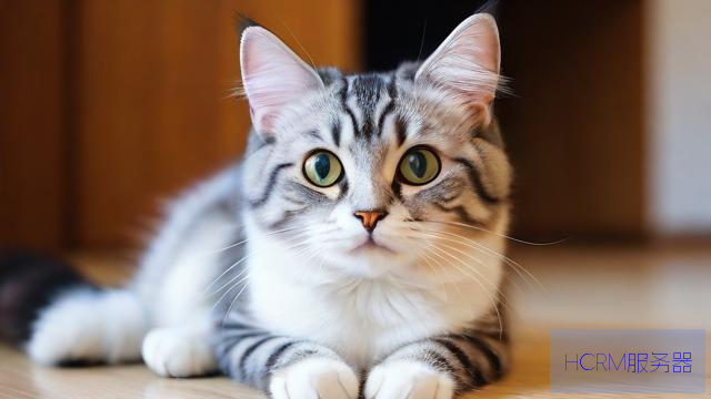 怎么修改电信猫的dns