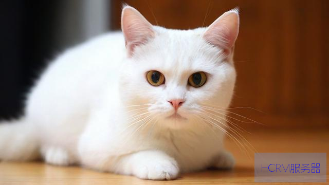 怎么修改电信猫的dns