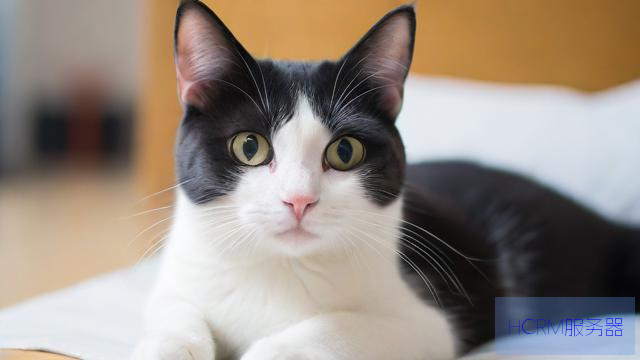 怎么修改电信猫的dns