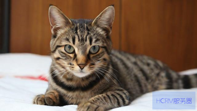 500块起拍的法拍狸花猫已被撤拍