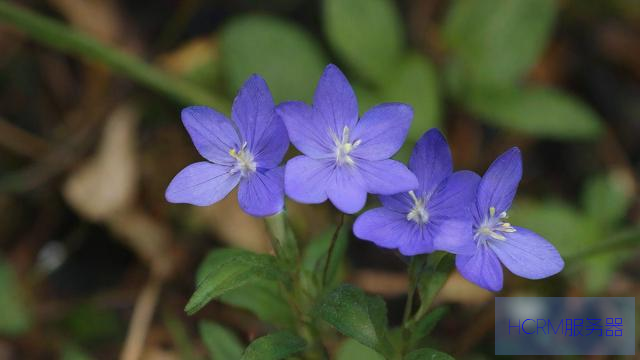 哀牢山发现7株冥界之花