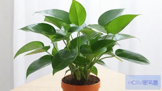 办公室绿植不换水 广东一公司被罚