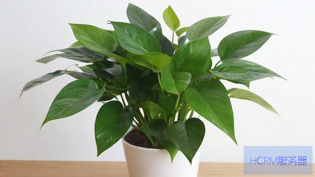 办公室绿植不换水 广东一公司被罚