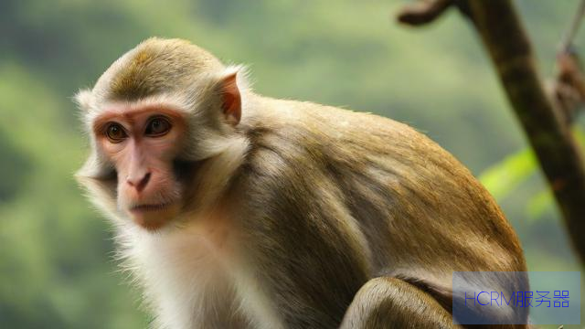 官方辟谣峨眉山猴子被击毙