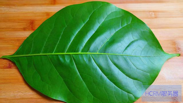 漂亮饭的叶子按片卖
